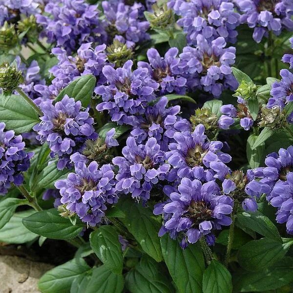 Прунелла посадка и уход фото Freelander Blue prunella Ground cover, Ground cover seeds, Plants