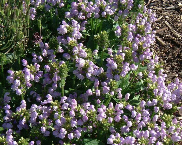 Прунелла посадка и уход фото Prunella grandiflora 'Loveliness'