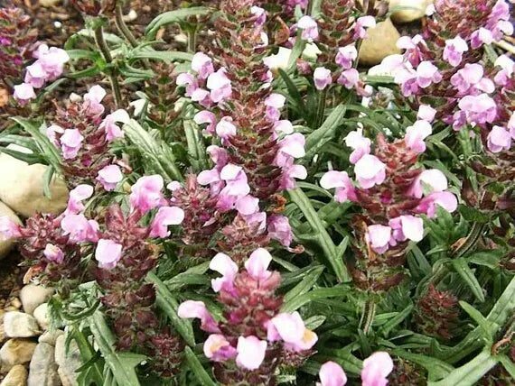 Прунелла посадка и уход фото HSH Selfhealseedprunella Vulgaris - Etsy Perennial herbs, Seeds, Pink flowers