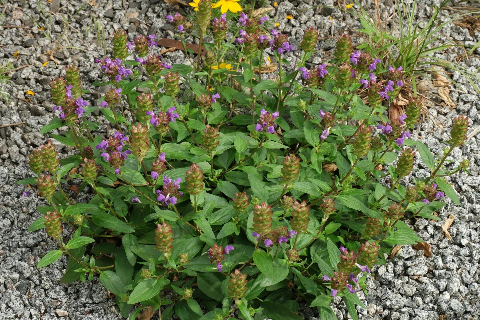 Прунелла посадка и уход фото Prunella grandiflora