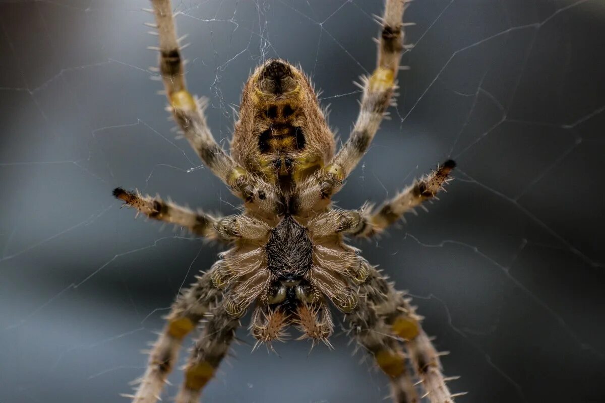 Прядущий мизгирь паук фото Free Images : fauna, invertebrate, close up, uk, arachnid, argiope, tarantula, p