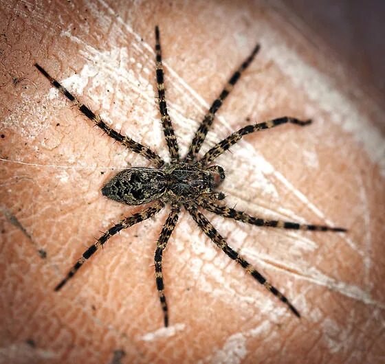 Прядущий мизгирь паук фото juvenile fishing spider? - Dolomedes tenebrosus - BugGuide.Net