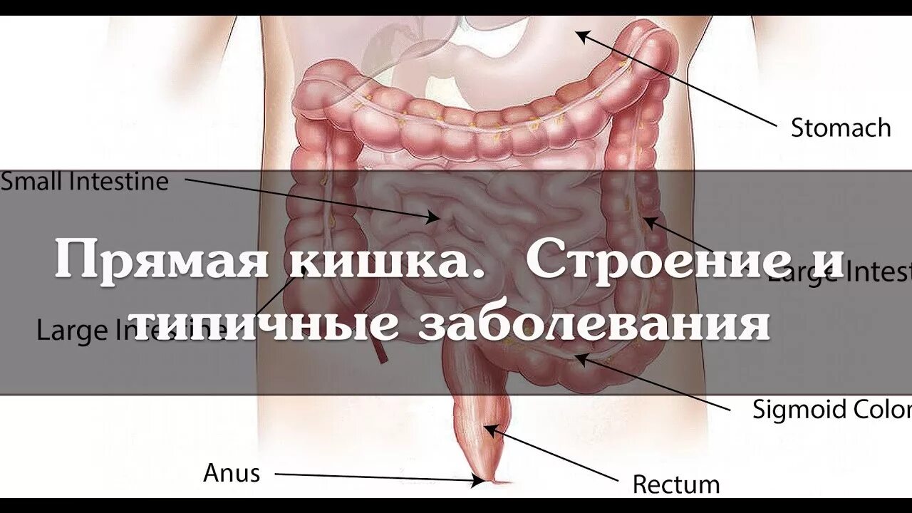 Прямая кишка анатомия у женщин строение фото Прямая кишка. Строение и типичные заболевания - YouTube