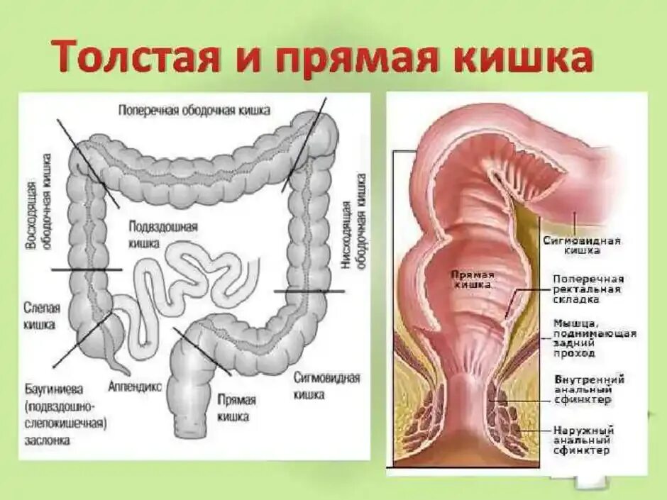 Прямая кишка анатомия у женщин строение фото Ректосигмоидный отдел кишки где находится