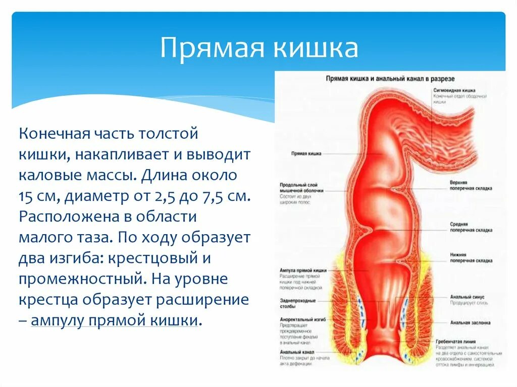 Прямая кишка анатомия у женщин строение фото Анатомия и физиология кишечника - online presentation