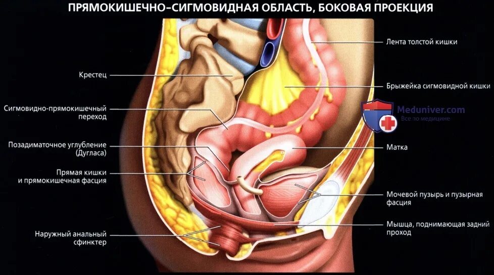 Прямая кишка анатомия у женщин строение фото Лучевая анатомия (рентген, КТ, МРТ анатомия) толстой кишки