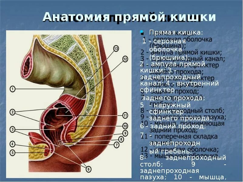 Прямая кишка анатомия у женщин строение фото Рак прямой кишки. Лекция для студентов V курса