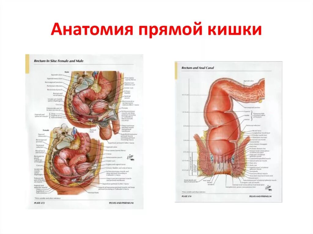 Прямая кишка анатомия у женщин строение фото Введение в спланхнологию. Общая анатомия пищеварительной системы - презентация о