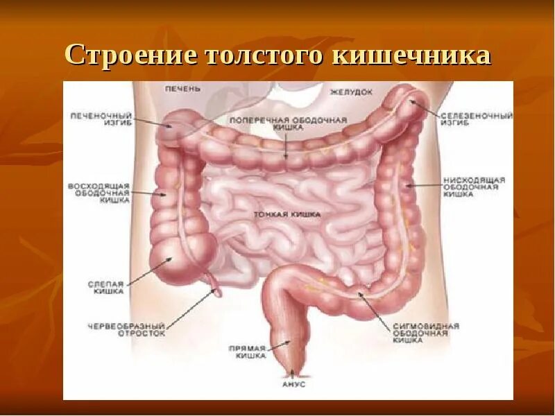 Прямая кишка анатомия у женщин строение фото Рисунок кишечника и толстой кишки у человека