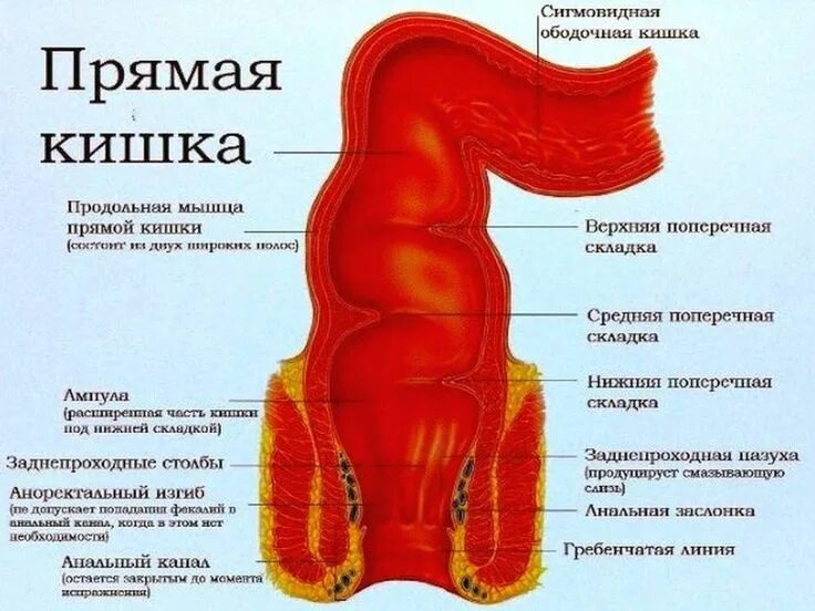 Прямая кишка анатомия у женщин строение фото Прямая кишка лечение Учащиеся медучилища, Анатомия и физиология, Лечение