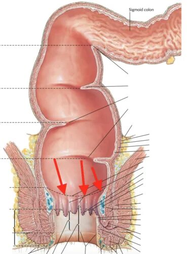 Прямая кишка фото внутри Chapter 25: Anus, Rectum and Prostate Flashcards Quizlet