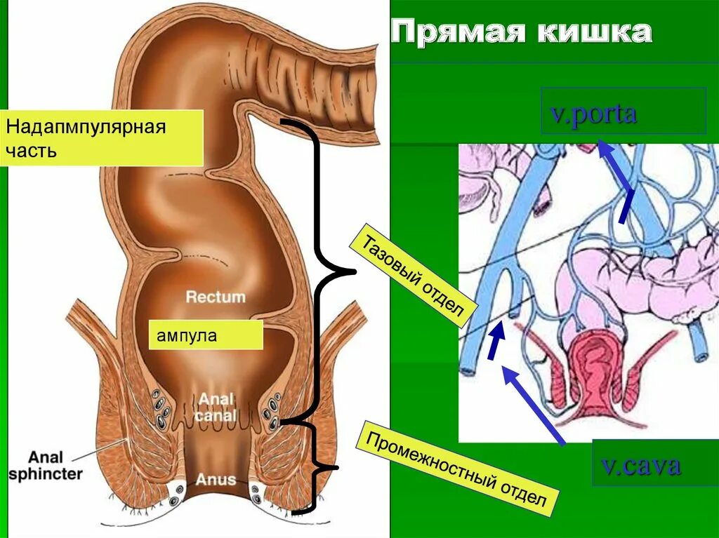 Прямая кишка фото внутри Прямой кишки фото - ViktoriaFoto.ru