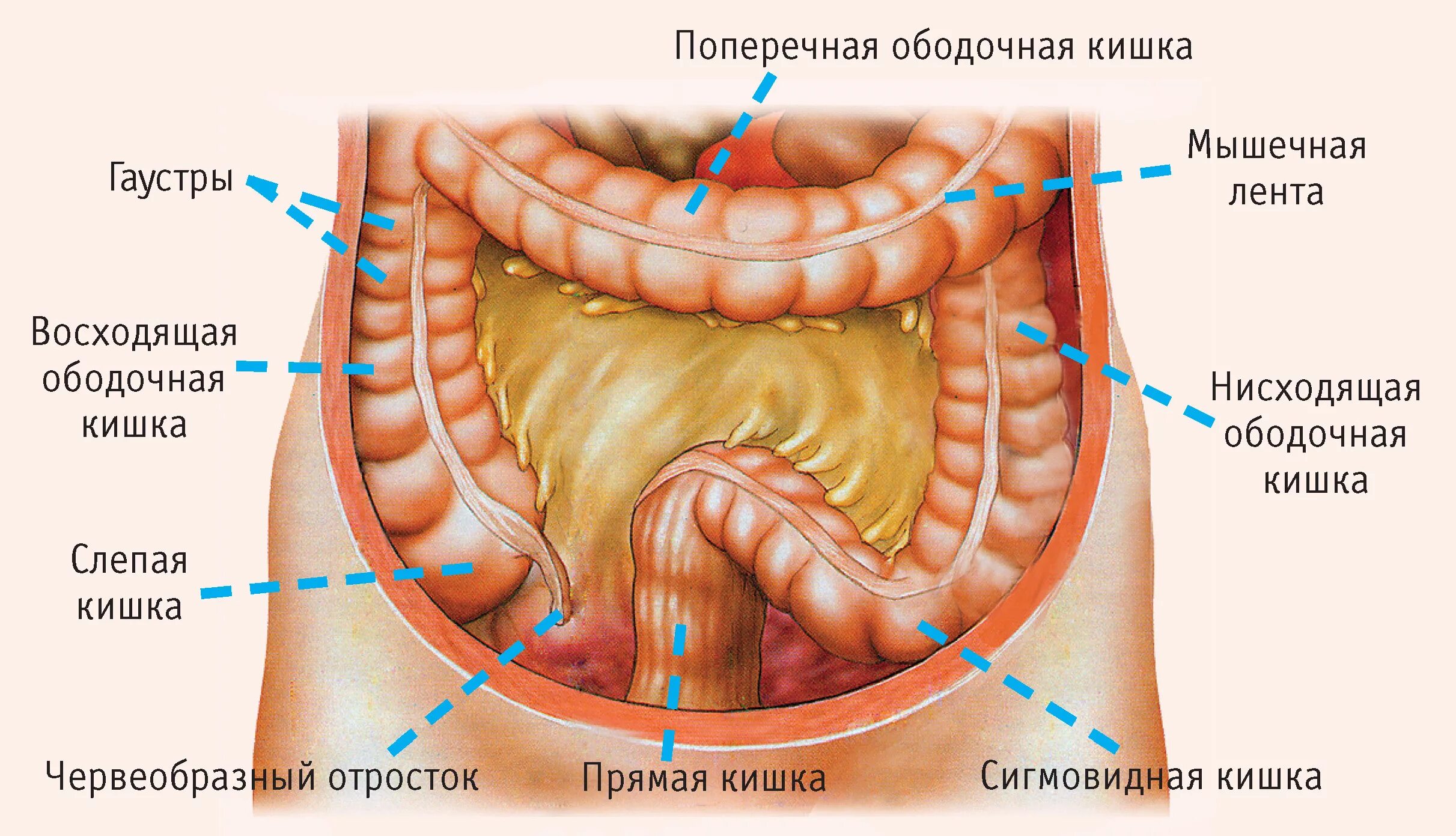 Прямая кишка фото внутри Кишечник где находится и как болит: найдено 83 изображений