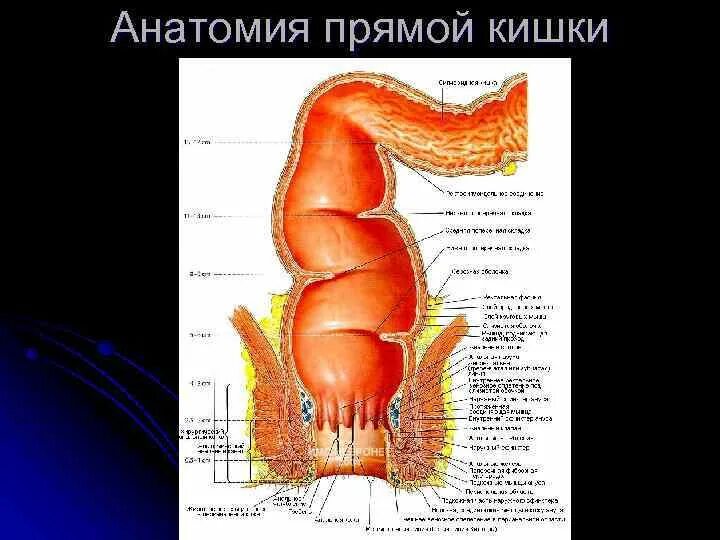 Прямая кишка строение у мужчин фото Строение прямой кишки у мужчин: найдено 87 картинок