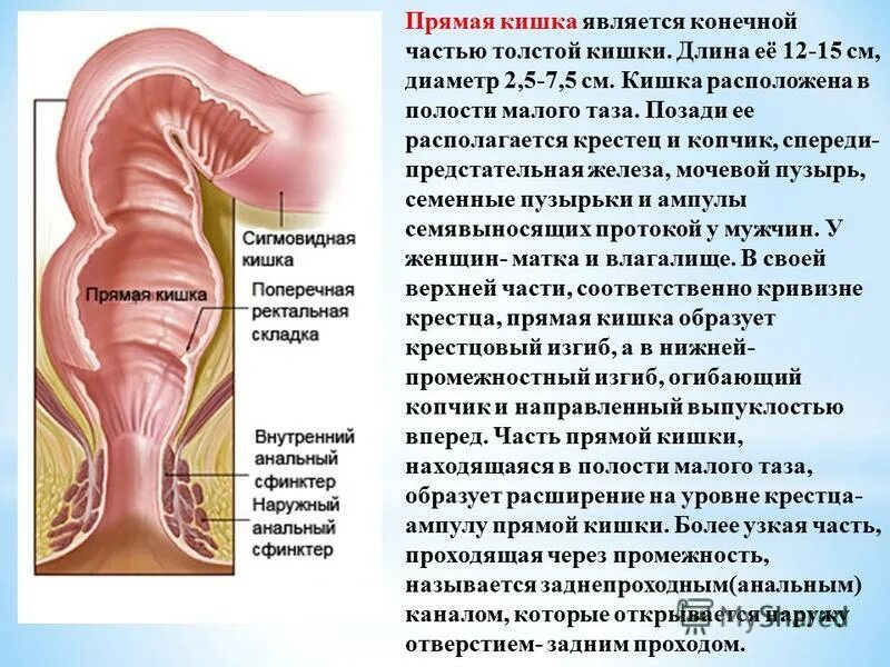 Прямая кишка строение у мужчин фото Прямая кишка отзывы: найдено 84 изображений