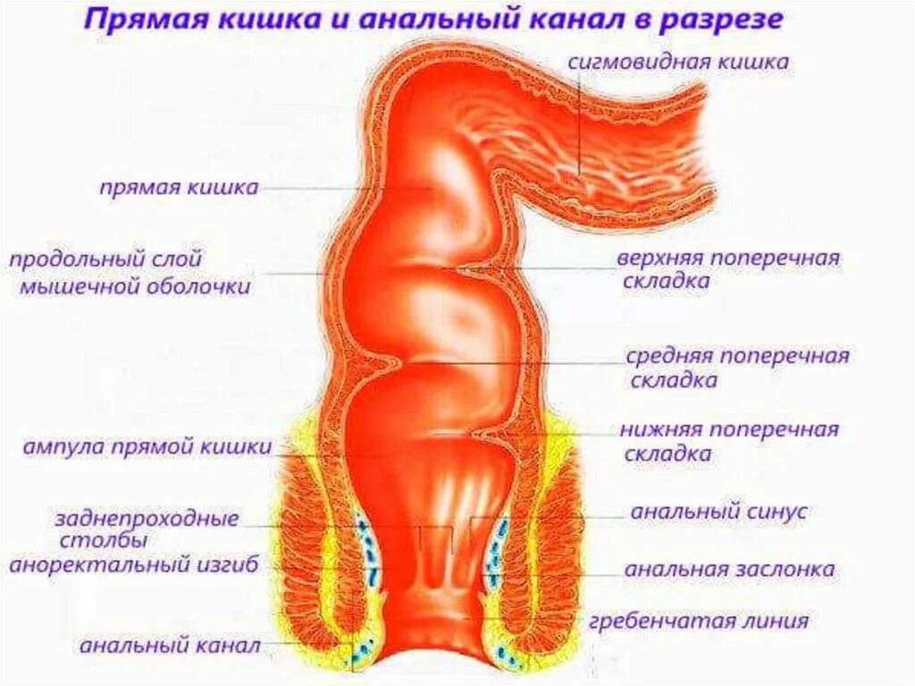 Прямая кишка строение у мужчин фото Анатомия прямой кишки и заднего: найдено 90 изображений