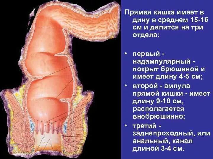 Прямая кишка строение у женщин фото Сколько прямой кишки у человека: найдено 74 картинок