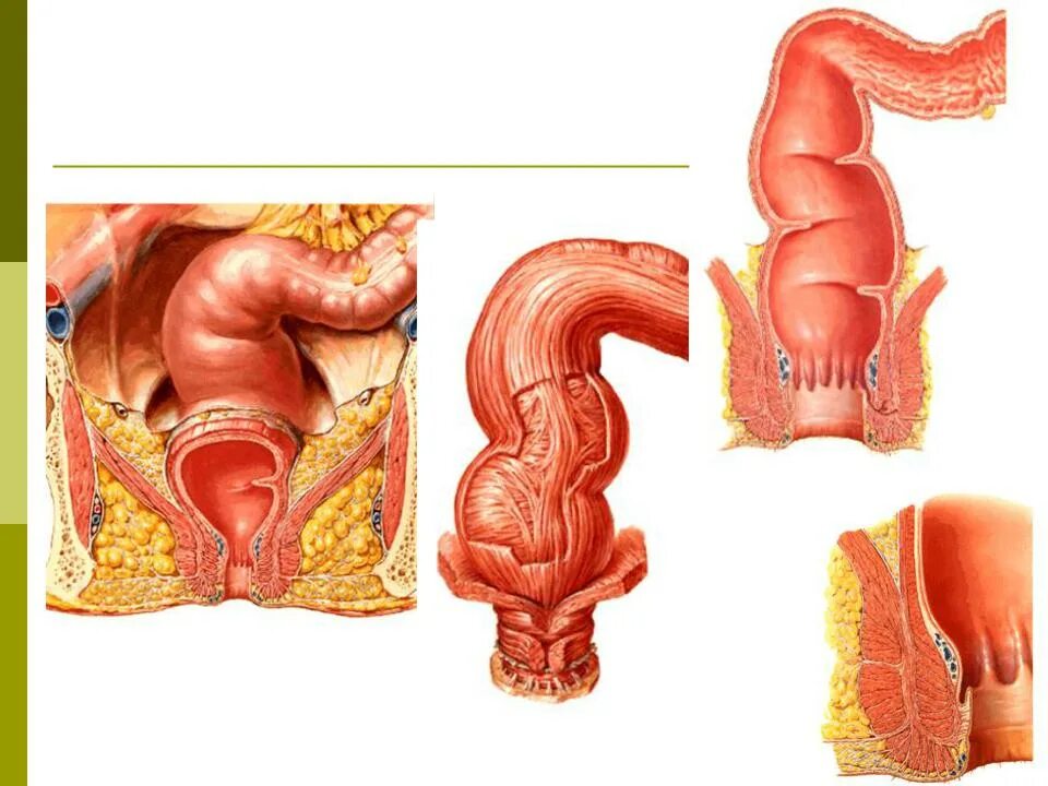 Прямая кишка строение у женщин фото БРЮШИНА И ЕЕ ПРОИЗВОДНЫЕ - Стр 5