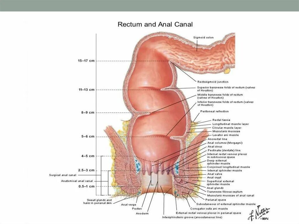 Прямая кишка строение у женщин фото Abdominal Cavity (1) - презентация онлайн