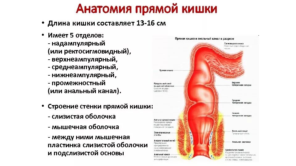 Прямая кишка строение у женщин фото Картинки СТРОЕНИЕ КИШКИ ЗАДНЕГО ПРОХОДА