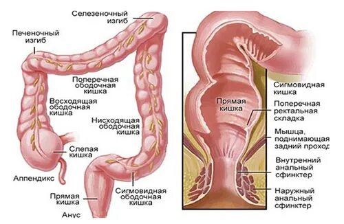 Прямая кишка строение у женщин фото Проктит: симптомы и лечение воспаления прямой кишки - Medside.ru