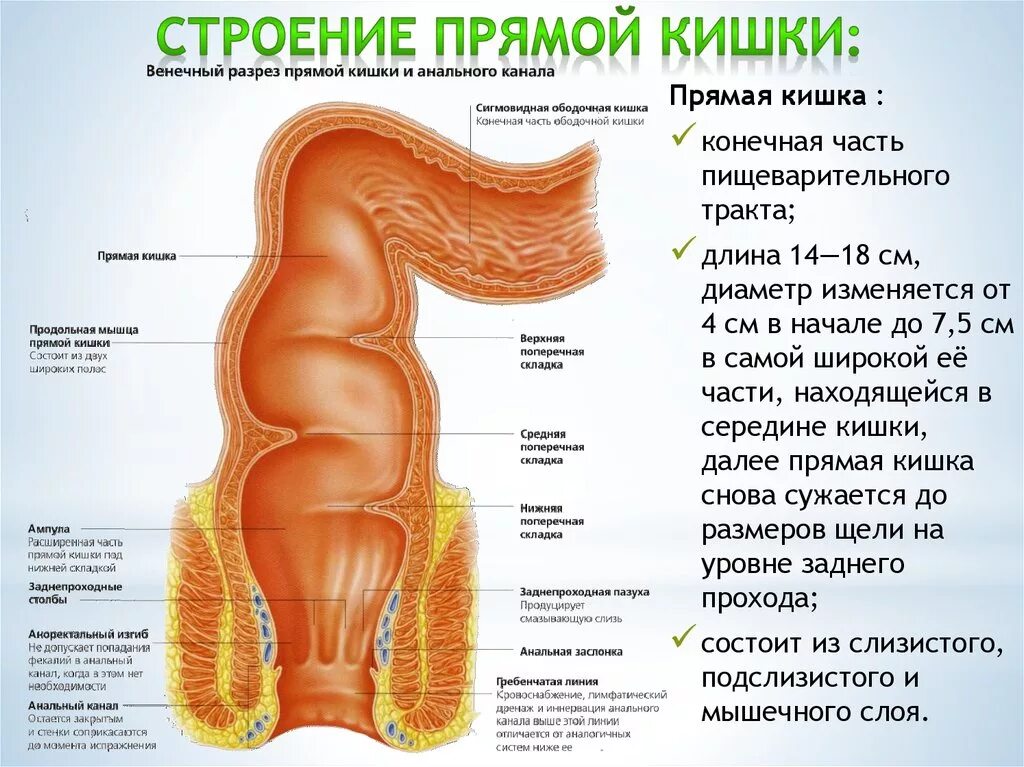 Прямая кишка строение у женщин фото Канал прямой кишкой