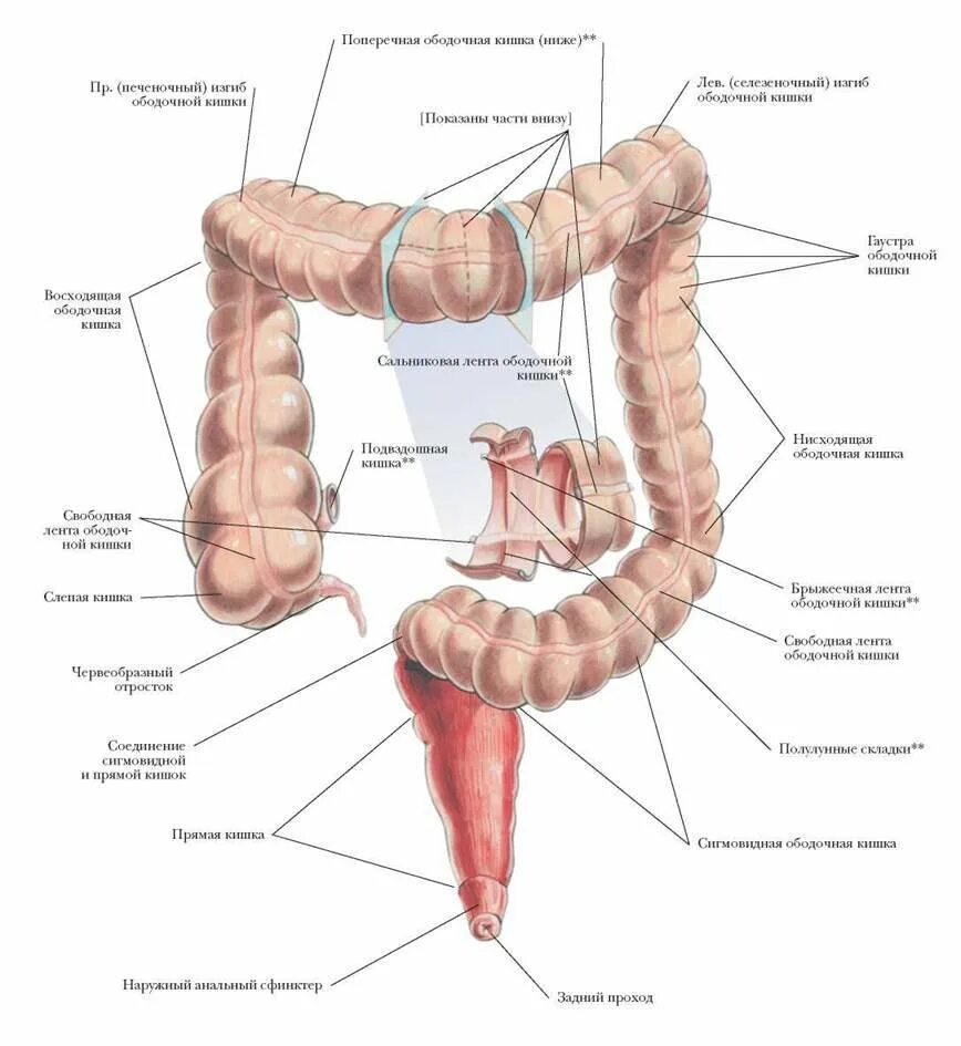 Прямая кишка строение у женщин фото Ректосигмоидный отдел кишки где находится