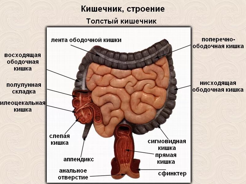 Прямая кишка строение у женщин фото Строение тонкого и толстого кишечника - найдено 85 картинок