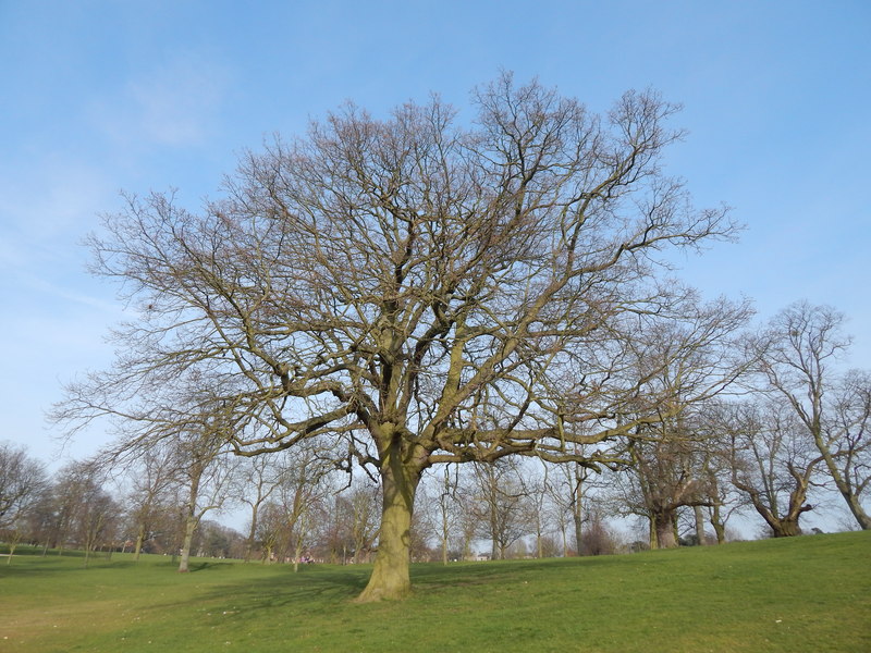 Прямое дерево фото File:Beech tree in Christchurch Park - geograph.org.uk - 3896216.jpg - Wikimedia