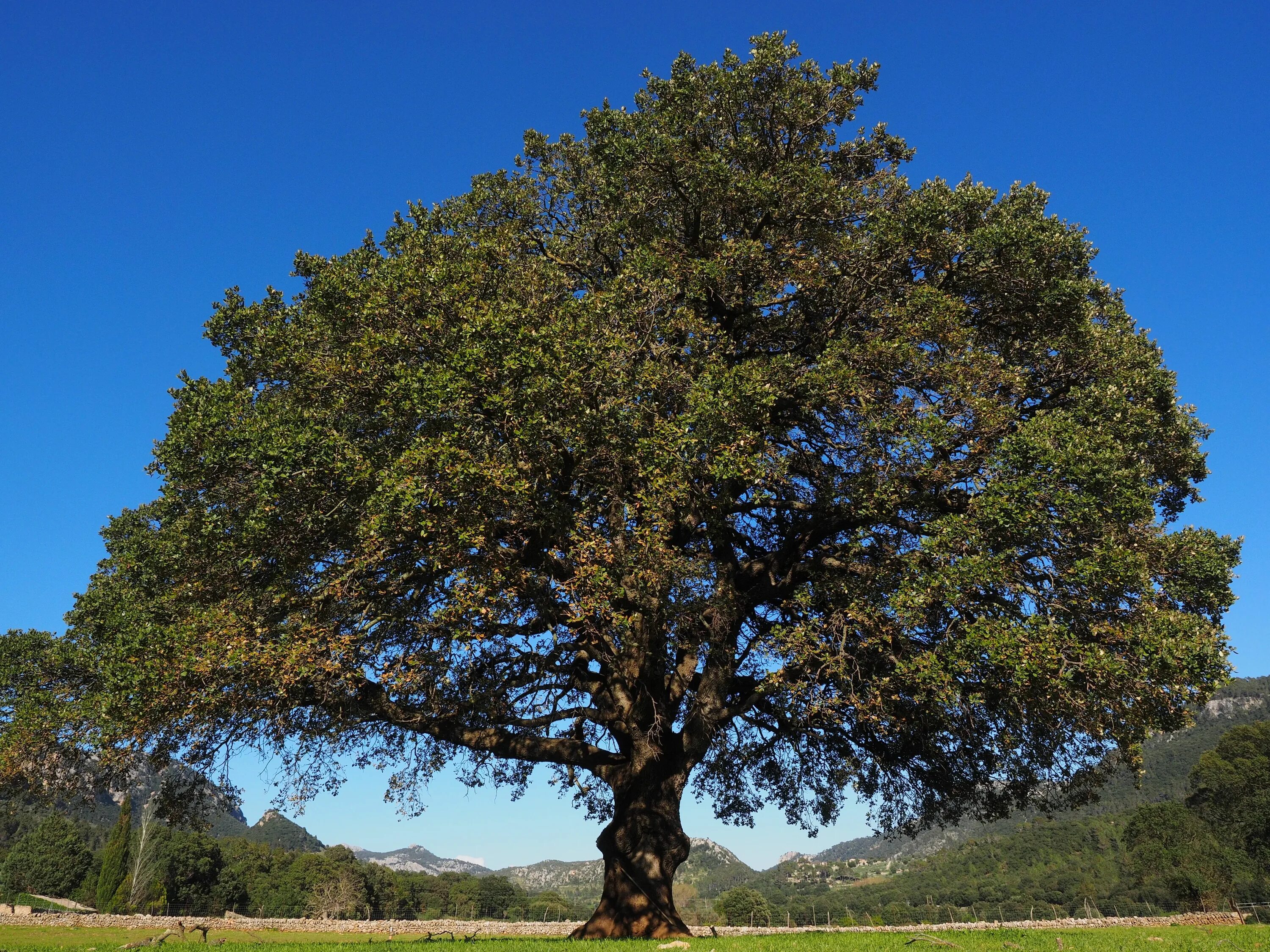 Прямое дерево фото tree plant meadow leaf autumn shrub deciduous oak mallorca grove laurel large ec