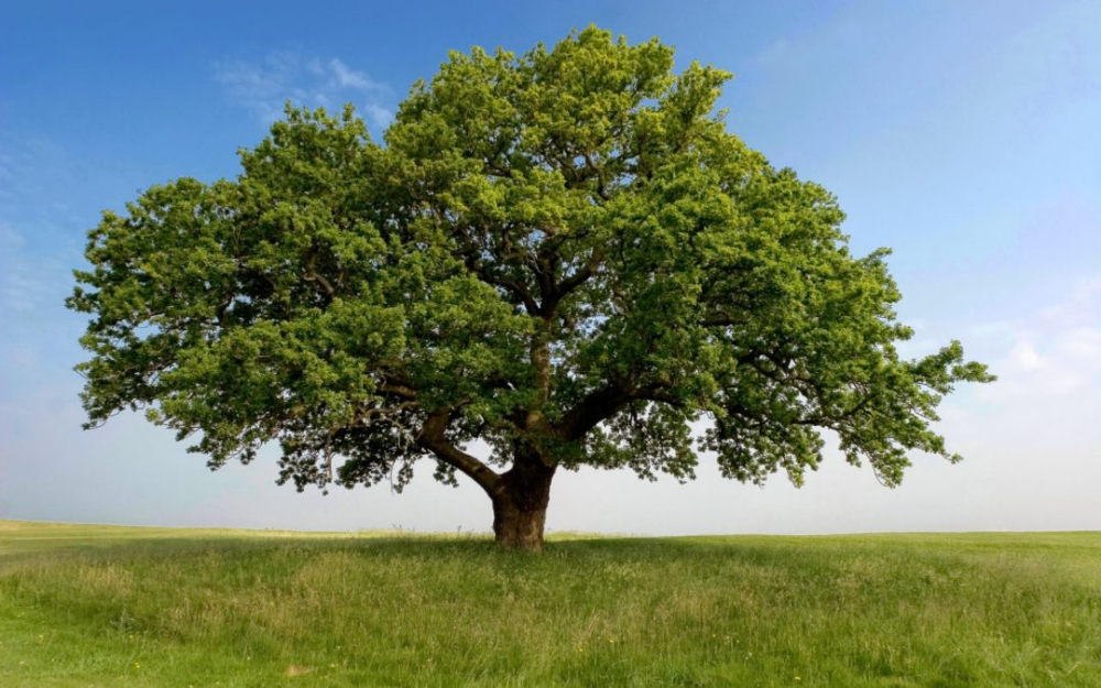 Прямое дерево фото Nebraska Native Trees - Great Plains Nursery Advantages of solar energy, Tree ca