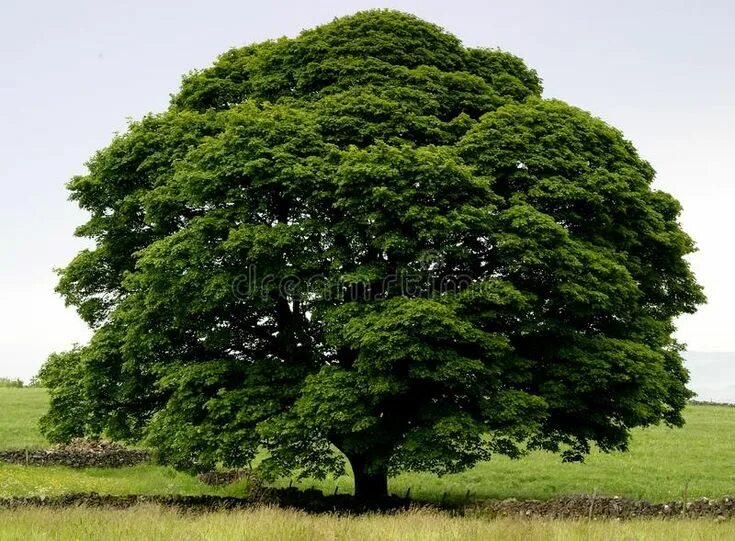 Прямое дерево фото Perfect Tree royalty free stock image Tree photography, Trees to plant, Picture 