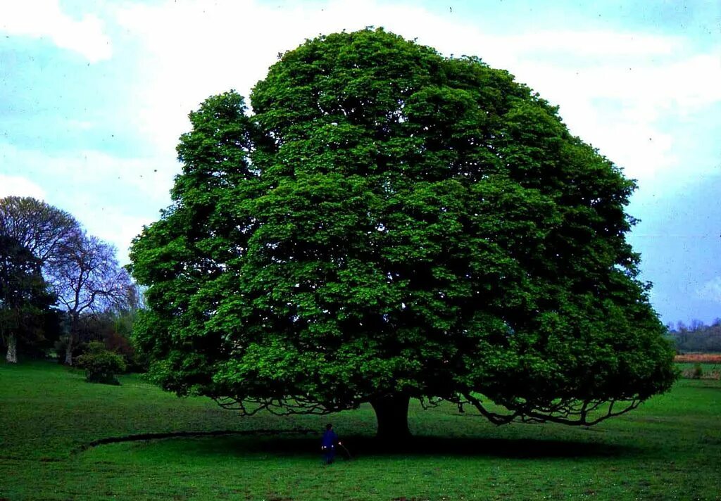 Прямое дерево фото Irish Magic Oak Tree experts, Green nature, Nature