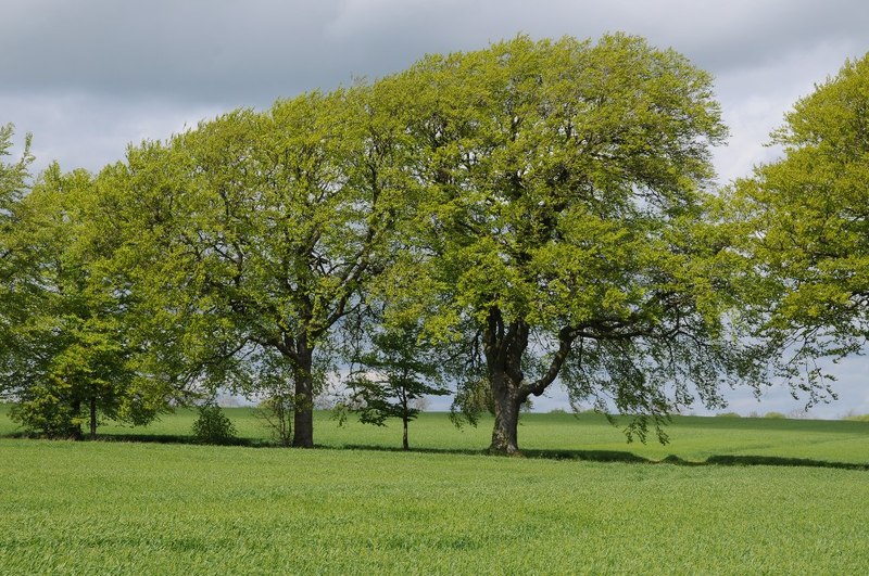 Прямое дерево фото File:Beech trees in an avenue - geograph.org.uk - 4480108.jpg - Wikimedia Common