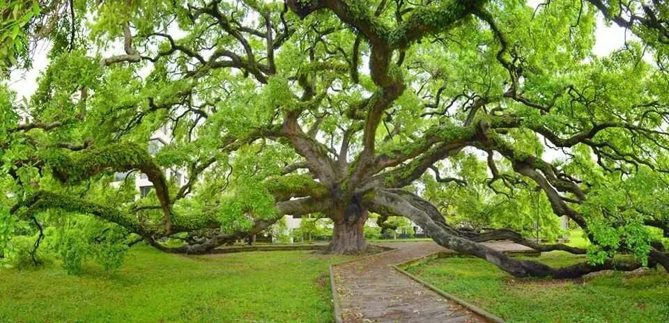 Прямое дерево фото Prost Photography: "The beautiful Treaty Oak in downtown Jacksonville - at Jessi