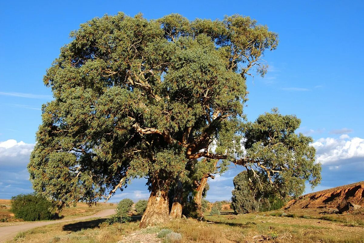 Прямое дерево фото Файл:Flinders redgum near sunset.JPG - Википедия