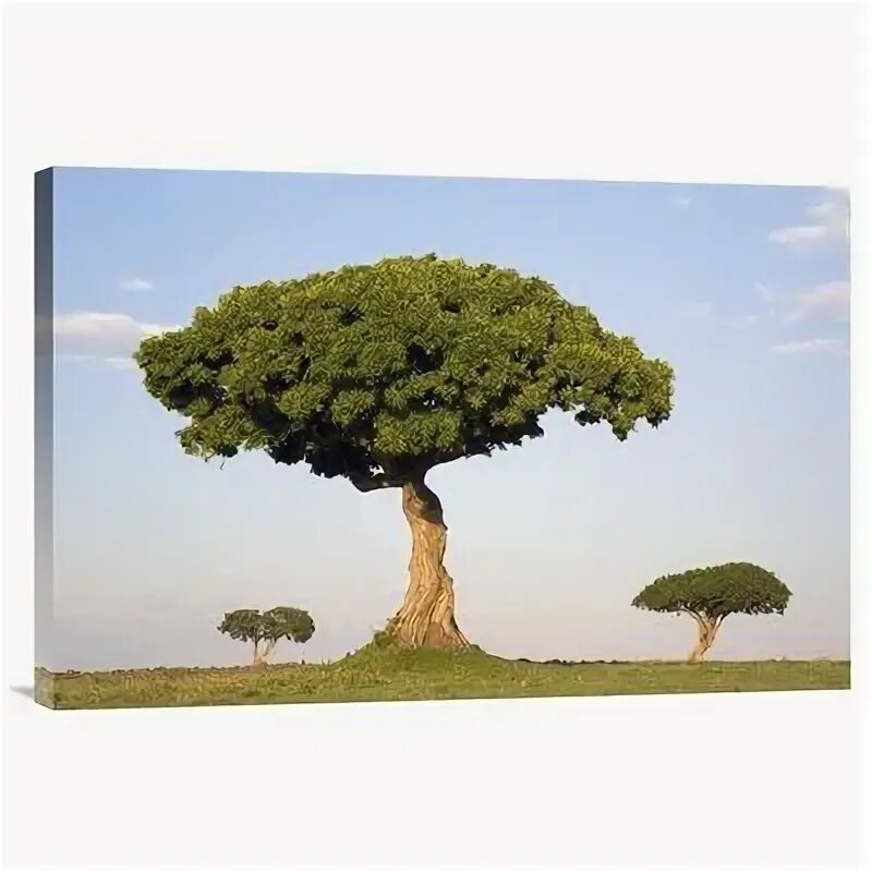 Прямое дерево фото East Urban Home 'Acacia Trees' Photographic Print on Canvas Products Canvas prin