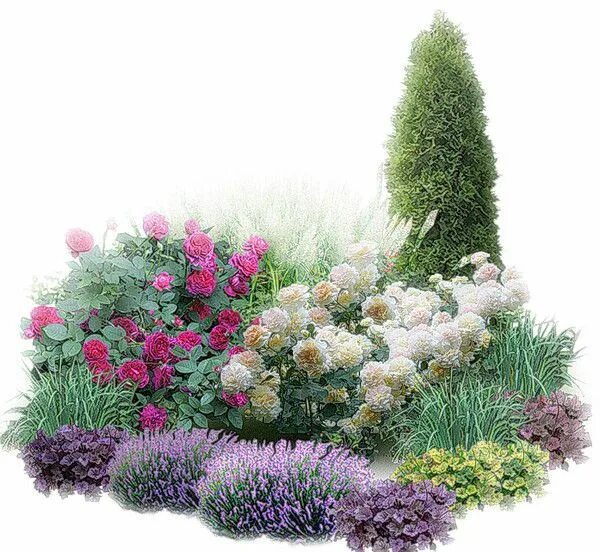 Прямоугольная клумба с можжевельником фото и лавандой сад дизайн Garden flower beds, Flower garden, Rose garden design