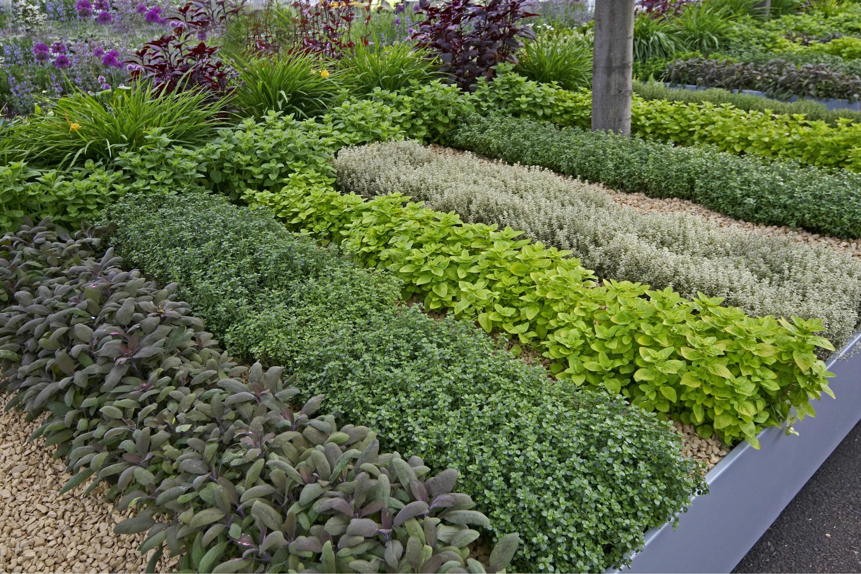 Пряные травы для огорода многолетние фото Companion Planting Herbs: What Herbs Grow Well Together Herb garden design, Outd