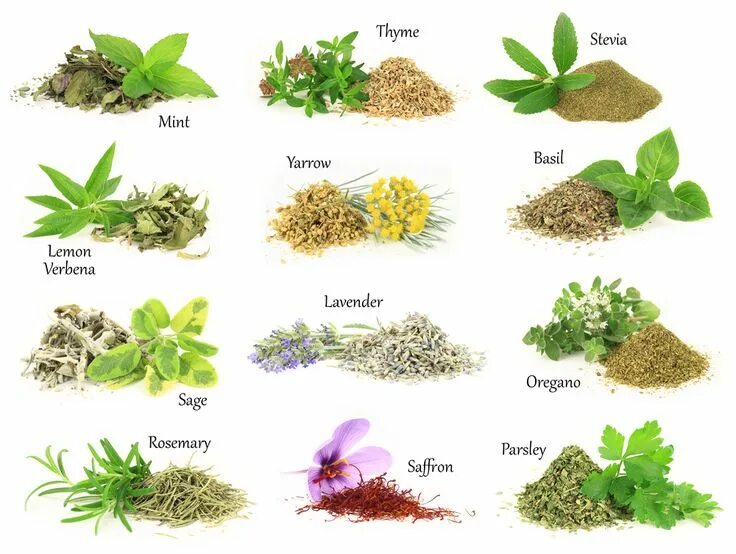 Пряные травы фото с названиями 15 Impressive Health Benefits of Herbs Трава, Растения, Сад