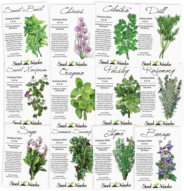 Пряные травы фото с названиями This herb seed assortment includes some of the most popularly used culinary herb