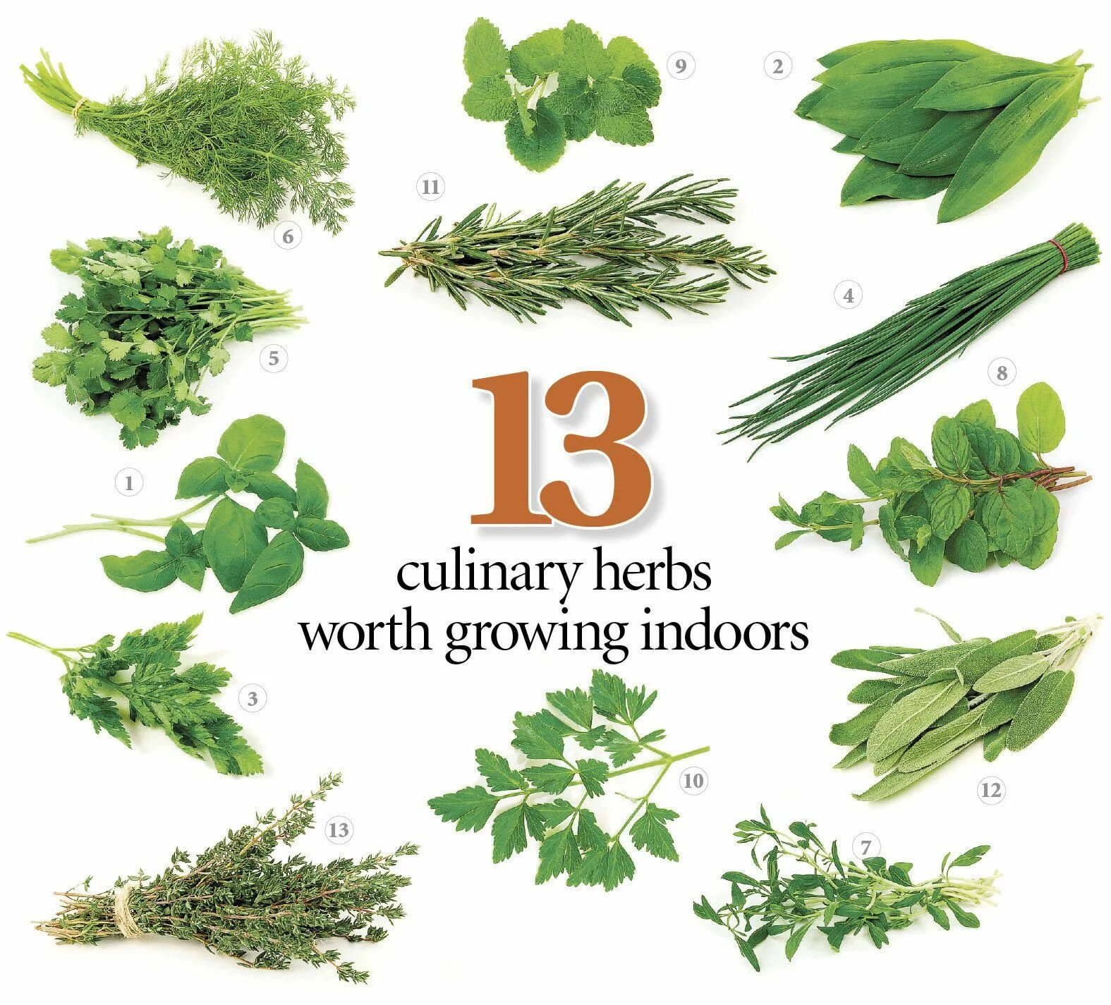 Пряные травы фото с названиями 13 herbs to grow in your kitchen, with tips on getting started and keeping them 