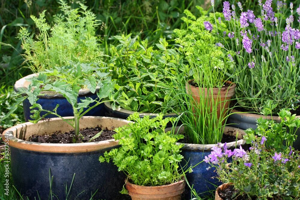 Пряные травы на огороде фото с названиями Urban gardening - Gemüse und Kräuter in Töpfen Stock Photo Adobe Stock