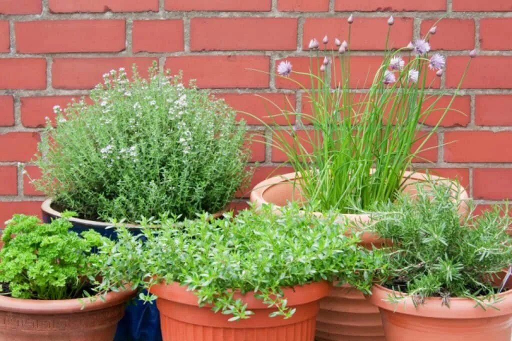 Пряные травы на огороде перечень с фото Good Herb Garden Layout Идеи посадки растений, Контейнерное садоводство, Растени