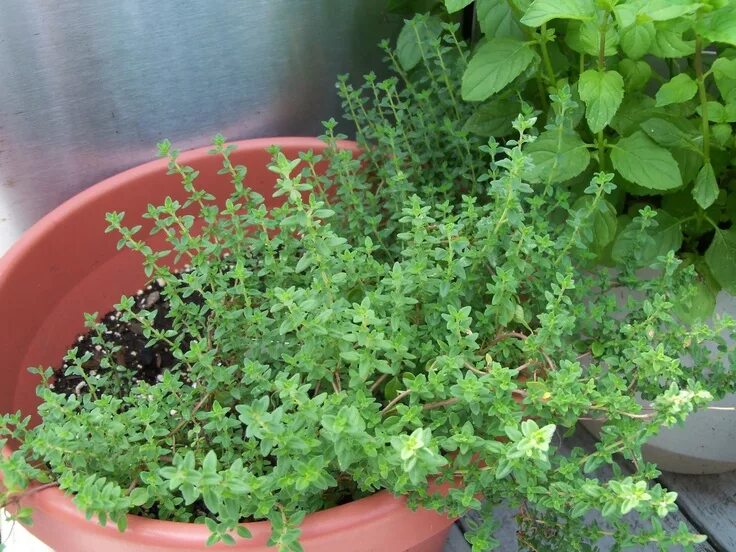 Пряные травы на огороде перечень с фото The Herb Gardener: Tips for Growing Herbs Indoors Perennial herbs, Growing herbs