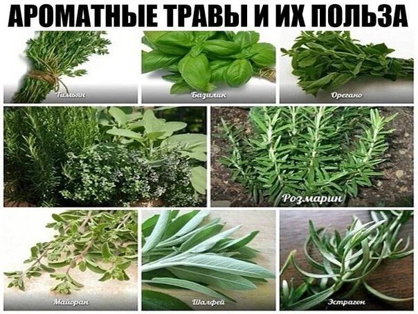 Пряные травы перечень с фото Aromatic Herbs and Their Health Benefits By adding fresh or dry herbs to your fa