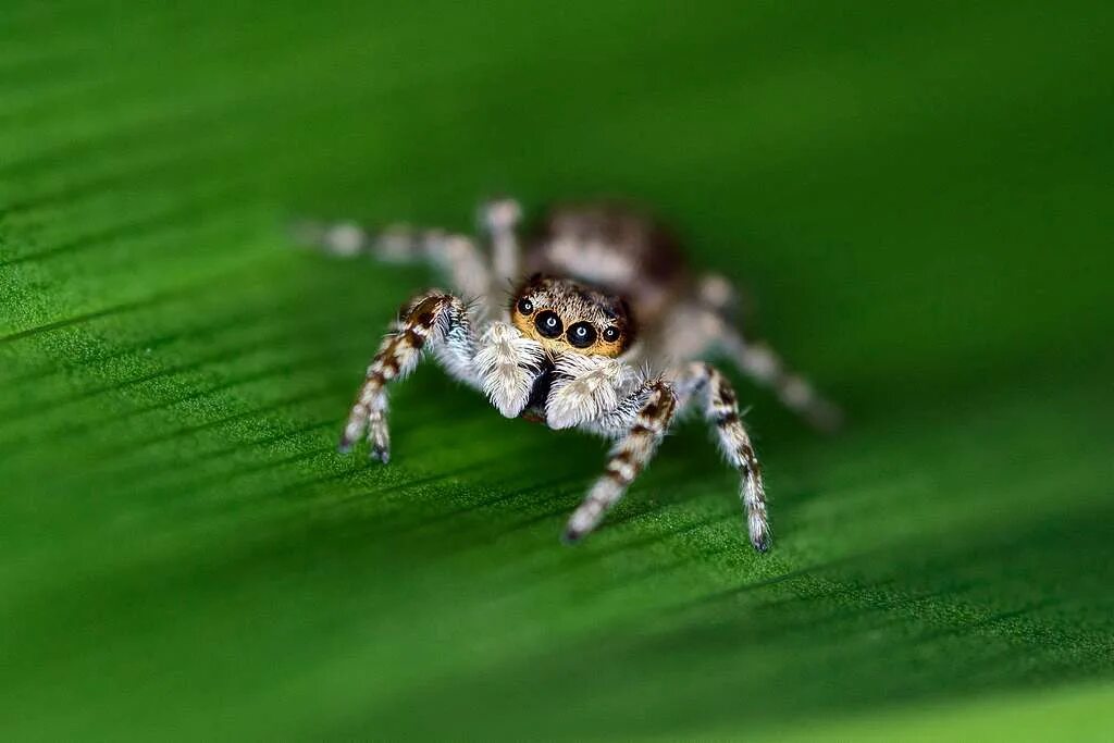 Прыгающий паук фото A jumping spider in Puerto Rico inspired Eneilis Mulero - NARA & DVIDS Public Do