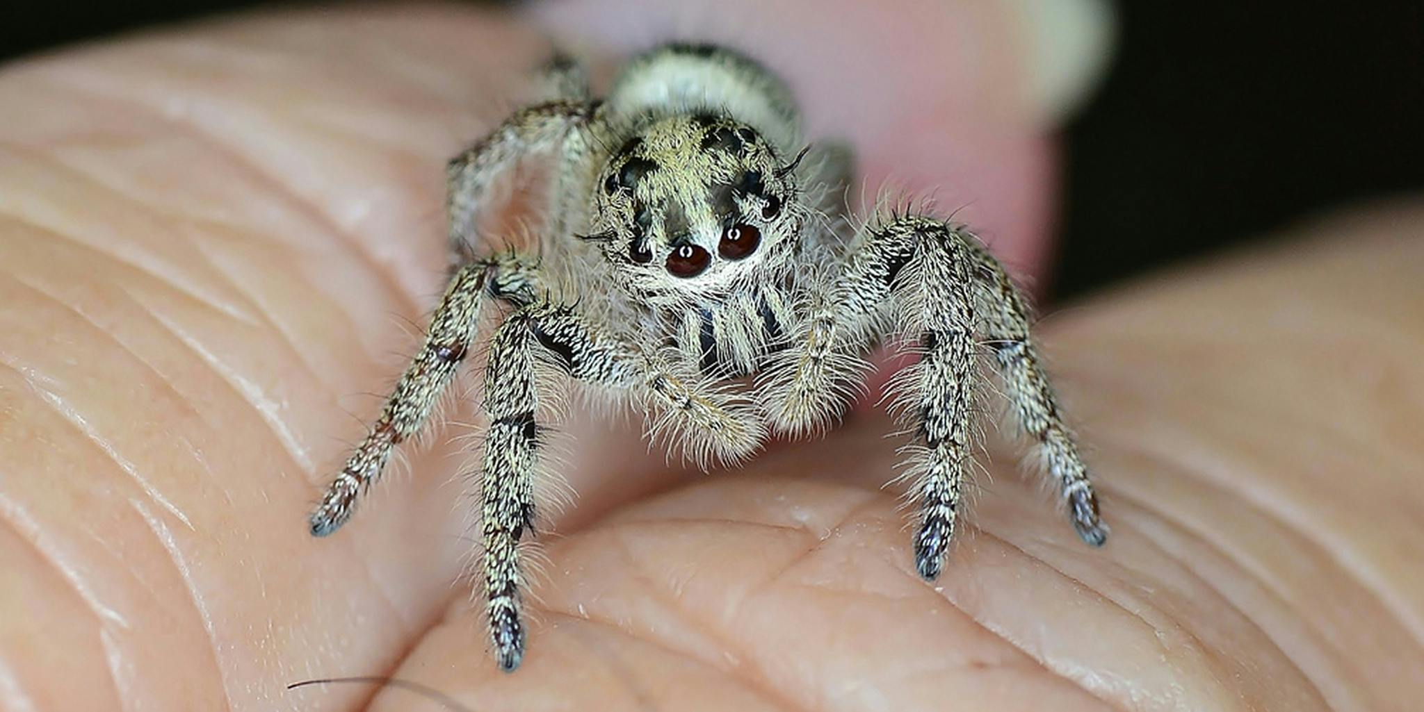 Прыгающий паук фото The Morning GIF: Fuzzy spider puts on her game face