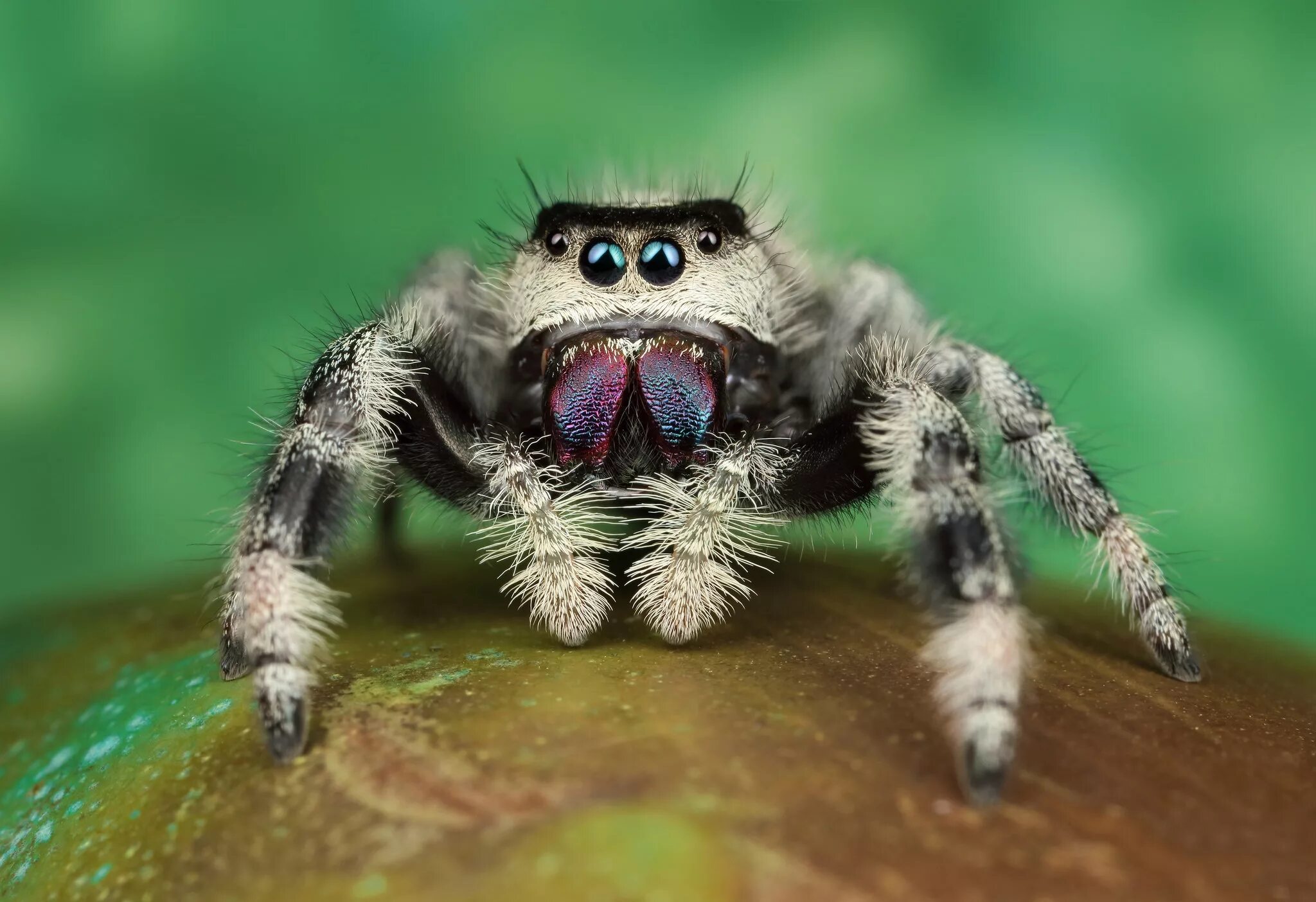 Прыгающий паук фото Download wallpaper eyes, macro, pose, green, background, legs, spider, hairy, se