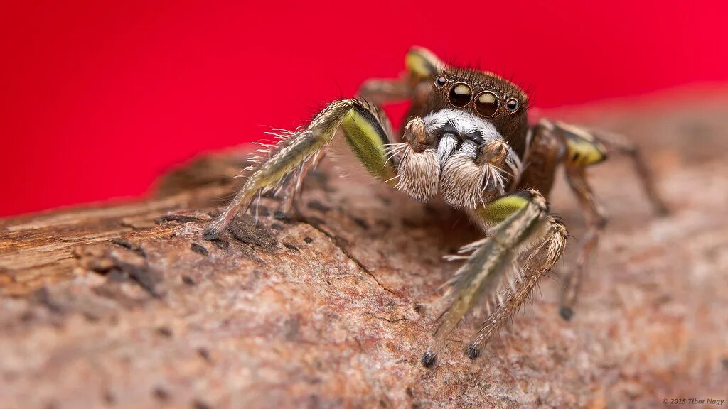 Прыгающий паук фото Habronattus viridipes jumping spider Male Habronattus viri. Flickr